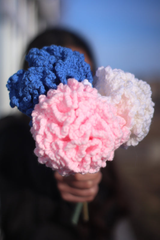 Carnations-Pre Order
