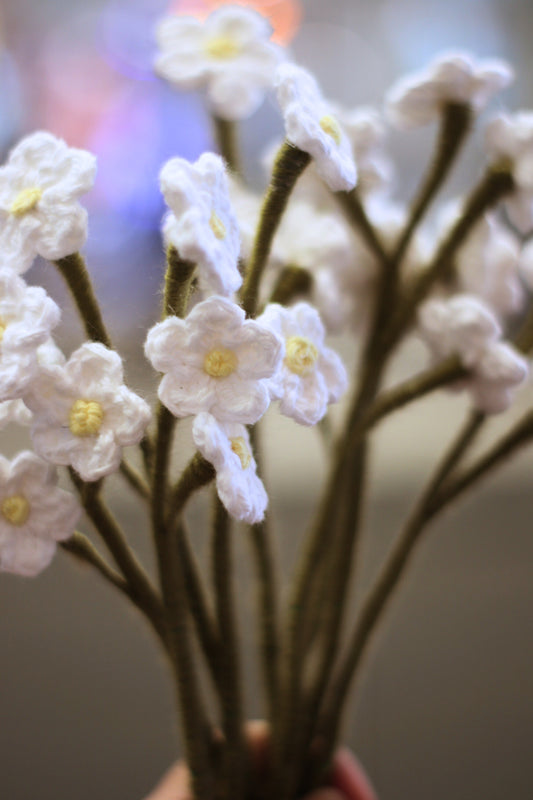 Baby's Breath-Pre Order